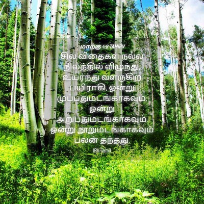 Picture 04 - மாற்கு 4:8 TAMIRV - சில விதைகள் நல்ல - Bible Verse Picture