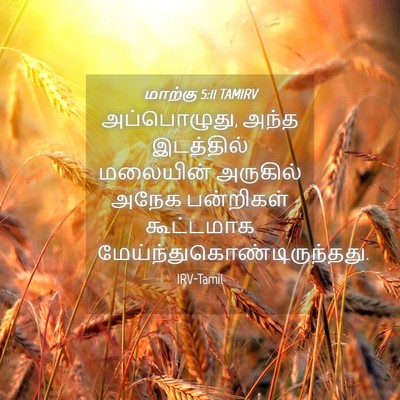 Picture 04 - மாற்கு 5:11 TAMIRV - அப்பொழுது, அந்த - Bible Verse Picture