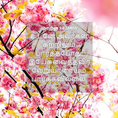 Picture 04 - மாற்கு 9:8 TAMIRV - உடனே அவர்கள் - Bible Verse Picture
