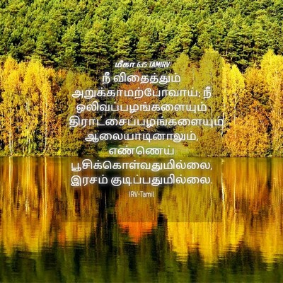 Picture 04 - மீகா 6:15 TAMIRV - நீ விதைத்தும் - Bible Verse Picture