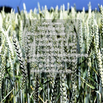 Picture 04 - மீகா 7:5 TAMIRV - சிநேகிதனை - Bible Verse Picture