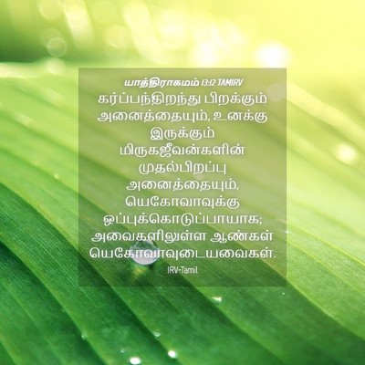 Picture 04 - யாத்திராகமம் 13:12 TAMIRV - கர்ப்பந்திறந்து - Bible Verse Picture