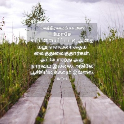 Picture 04 - யாத்திராகமம் 16:24 TAMIRV - மோசே - Bible Verse Picture