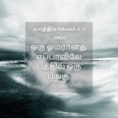 Picture 04 - யாத்திராகமம் 16:36 TAMIRV - ஒரு ஓமரானது - Bible Verse Picture