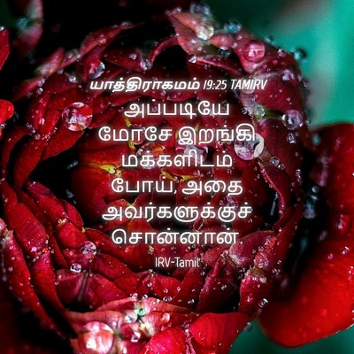Picture 04 - யாத்திராகமம் 19:25 TAMIRV - அப்படியே மோசே - Bible Verse Picture