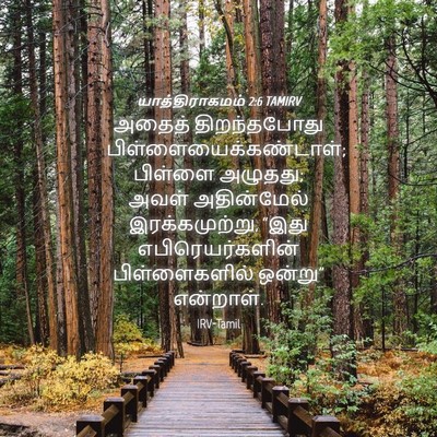 Picture 04 - யாத்திராகமம் 2:6 TAMIRV - அதைத் திறந்தபோது - Bible Verse Picture