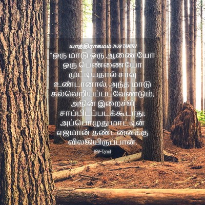 Picture 04 - யாத்திராகமம் 21:28 TAMIRV - “ஒரு மாடு ஒரு - Bible Verse Picture