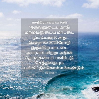 Picture 04 - யாத்திராகமம் 21:35 TAMIRV - “ஒருவனுடைய மாடு - Bible Verse Picture