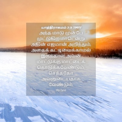Picture 04 - யாத்திராகமம் 21:36 TAMIRV - அந்த மாடு முன்பே - Bible Verse Picture