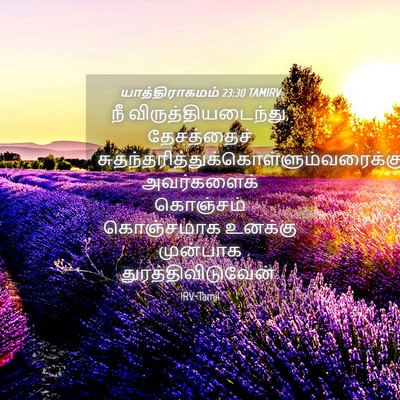 Picture 04 - யாத்திராகமம் 23:30 TAMIRV - நீ - Bible Verse Picture