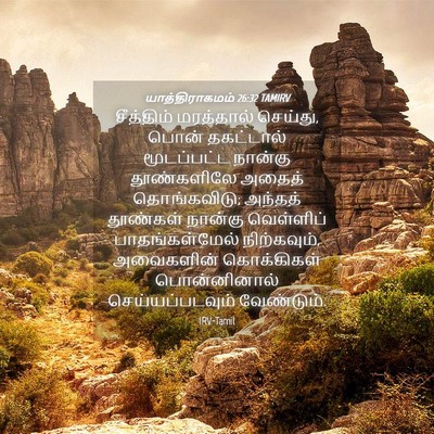 Picture 04 - யாத்திராகமம் 26:32 TAMIRV - சீத்திம் மரத்தால் - Bible Verse Picture