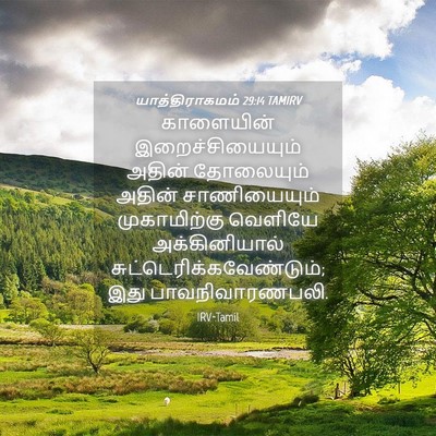 Picture 04 - யாத்திராகமம் 29:14 TAMIRV - காளையின் - Bible Verse Picture