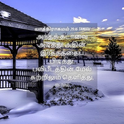 Picture 04 - யாத்திராகமம் 29:16 TAMIRV - அந்தக் கடாவை - Bible Verse Picture
