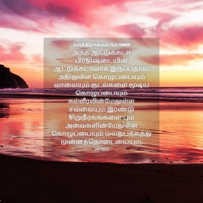 Picture 04 - யாத்திராகமம் 29:22 TAMIRV - அந்த ஆட்டுக்கடா - Bible Verse Picture