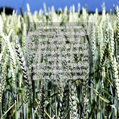 Picture 04 - யாத்திராகமம் 36:22 TAMIRV - ஒவ்வொரு - Bible Verse Picture