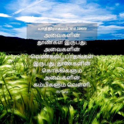 Picture 04 - யாத்திராகமம் 38:10 TAMIRV - அவைகளின் தூண்கள் - Bible Verse Picture