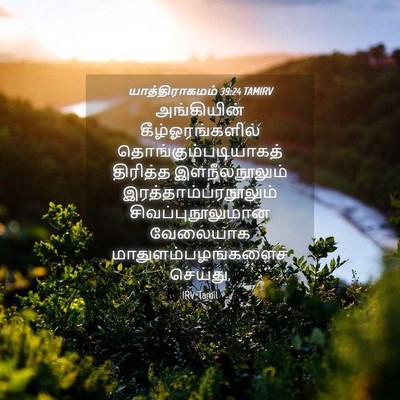 Picture 04 - யாத்திராகமம் 39:24 TAMIRV - அங்கியின் - Bible Verse Picture