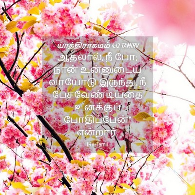 Picture 04 - யாத்திராகமம் 4:12 TAMIRV - ஆதலால், நீ போ; நான் - Bible Verse Picture