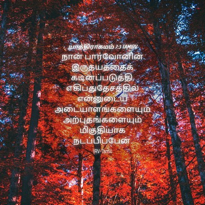 Picture 04 - யாத்திராகமம் 7:3 TAMIRV - நான் பார்வோனின் - Bible Verse Picture