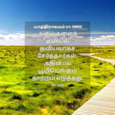 Picture 04 - யாத்திராகமம் 8:14 TAMIRV - அவைகளைக் குவியல் - Bible Verse Picture