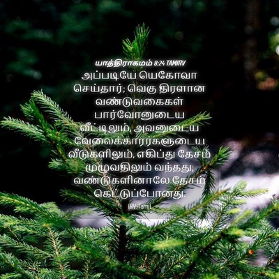 Picture 04 - யாத்திராகமம் 8:24 TAMIRV - அப்படியே யெகோவா - Bible Verse Picture