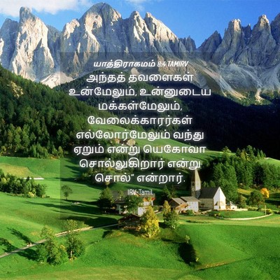 Picture 04 - யாத்திராகமம் 8:4 TAMIRV - அந்தத் தவளைகள் - Bible Verse Picture