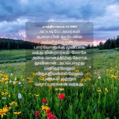 Picture 04 - யாத்திராகமம் 9:10 TAMIRV - அப்படியே அவர்கள் - Bible Verse Picture