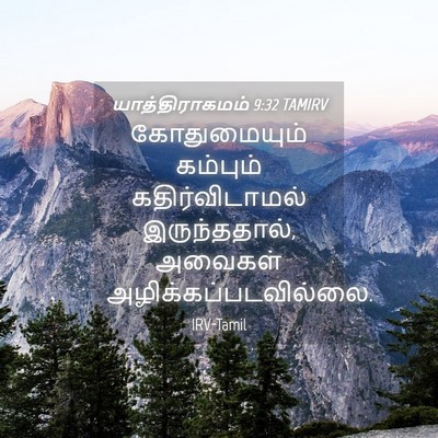 Picture 04 - யாத்திராகமம் 9:32 TAMIRV - கோதுமையும் - Bible Verse Picture