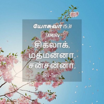 Picture 04 - யோசுவா 15:31 TAMIRV - சிக்லாக், - Bible Verse Picture