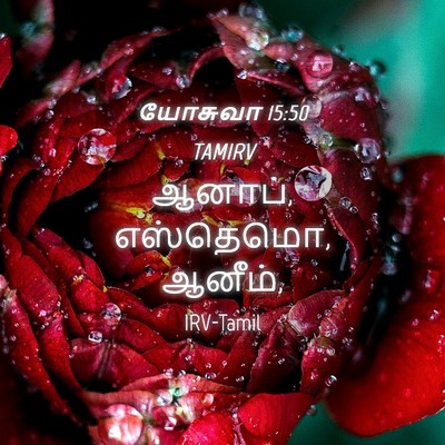 Picture 04 - யோசுவா 15:50 TAMIRV - ஆனாப், எஸ்தெமொ, - Bible Verse Picture