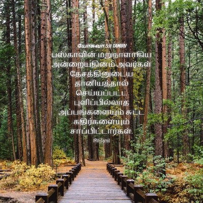 Picture 04 - யோசுவா 5:11 TAMIRV - பஸ்காவின் - Bible Verse Picture