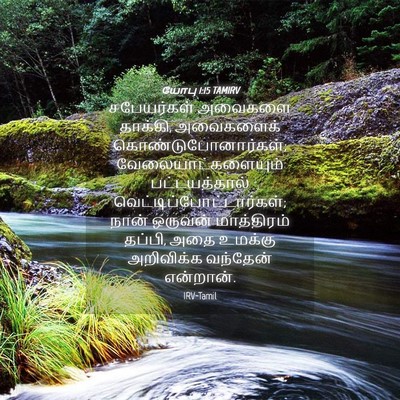 Picture 04 - யோபு 1:15 TAMIRV - சபேயர்கள் அவைகளை - Bible Verse Picture