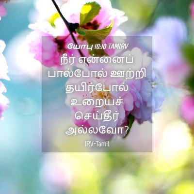 Picture 04 - யோபு 10:10 TAMIRV - நீர் என்னைப் - Bible Verse Picture