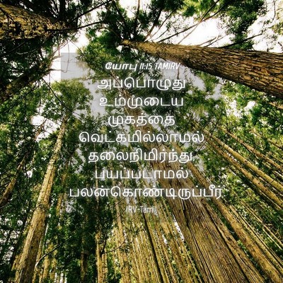 Picture 04 - யோபு 11:15 TAMIRV - அப்பொழுது - Bible Verse Picture