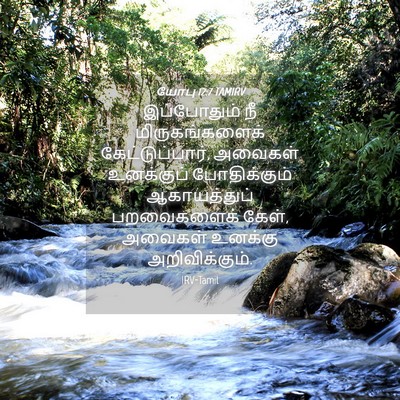 Picture 04 - யோபு 12:7 TAMIRV - இப்போதும் நீ - Bible Verse Picture