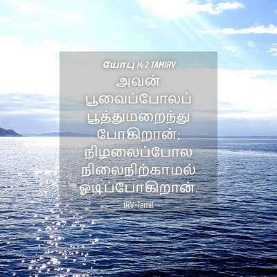 Picture 04 - யோபு 14:2 TAMIRV - அவன் பூவைப்போலப் - Bible Verse Picture