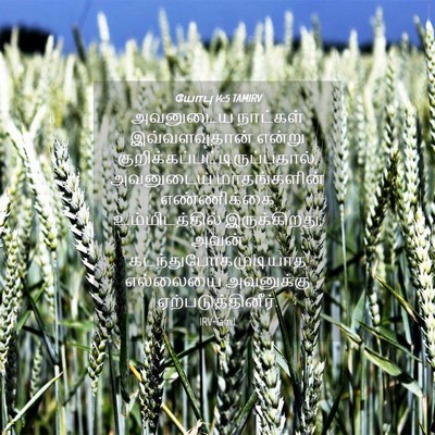 Picture 04 - யோபு 14:5 TAMIRV - அவனுடைய நாட்கள் - Bible Verse Picture