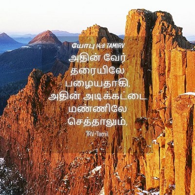 Picture 04 - யோபு 14:8 TAMIRV - அதின் வேர் - Bible Verse Picture