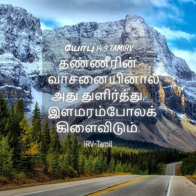 Picture 04 - யோபு 14:9 TAMIRV - தண்ணீரின் - Bible Verse Picture