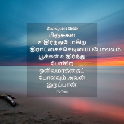 Picture 04 - யோபு 15:33 TAMIRV - பிஞ்சுகள் - Bible Verse Picture