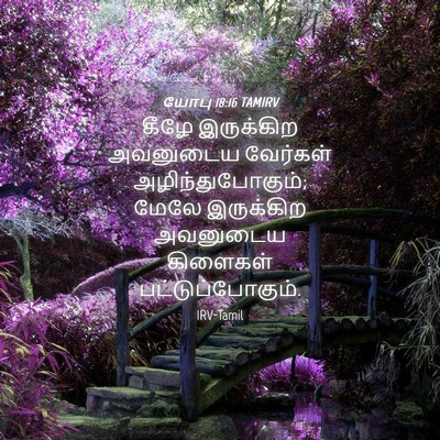 Picture 04 - யோபு 18:16 TAMIRV - கீழே இருக்கிற - Bible Verse Picture
