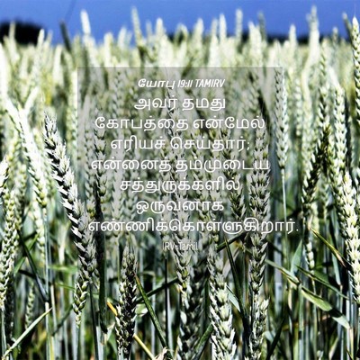 Picture 04 - யோபு 19:11 TAMIRV - அவர் தமது கோபத்தை - Bible Verse Picture