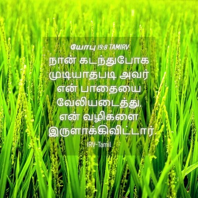 Picture 04 - யோபு 19:8 TAMIRV - நான் கடந்துபோக - Bible Verse Picture