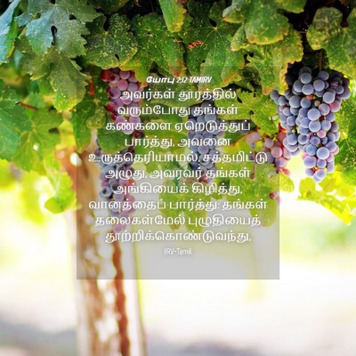 Picture 04 - யோபு 2:12 TAMIRV - அவர்கள் தூரத்தில் - Bible Verse Picture