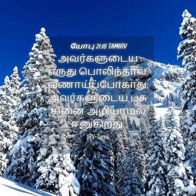 Picture 04 - யோபு 21:10 TAMIRV - அவர்களுடைய எருது - Bible Verse Picture