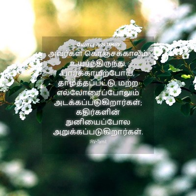 Picture 04 - யோபு 24:24 TAMIRV - அவர்கள் - Bible Verse Picture