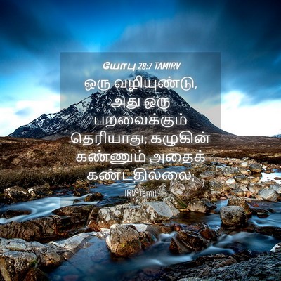Picture 04 - யோபு 28:7 TAMIRV - ஒரு வழியுண்டு, அது - Bible Verse Picture