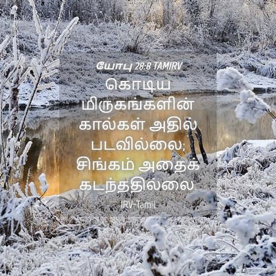 Picture 04 - யோபு 28:8 TAMIRV - கொடிய - Bible Verse Picture