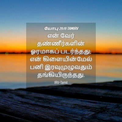Picture 04 - யோபு 29:19 TAMIRV - என் வேர் - Bible Verse Picture