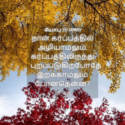 Picture 04 - யோபு 3:11 TAMIRV - நான் கர்ப்பத்தில் - Bible Verse Picture